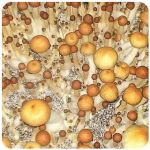 Псилоцибиновые (галлюциногенные)  грибы Psilocybin "Golden Teacher" в Славске