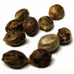 Семена марихуаны АК-47  (Seeds AK-47) в Славске